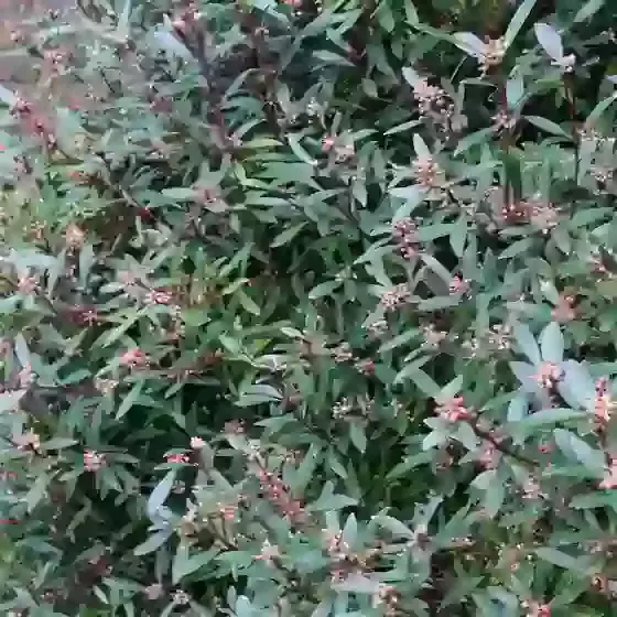 Tasmannia (Drimys) lanceolata Mountain Pepper 